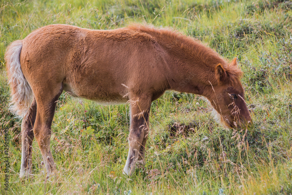 Fototapeta premium Icelandic horse on a green field