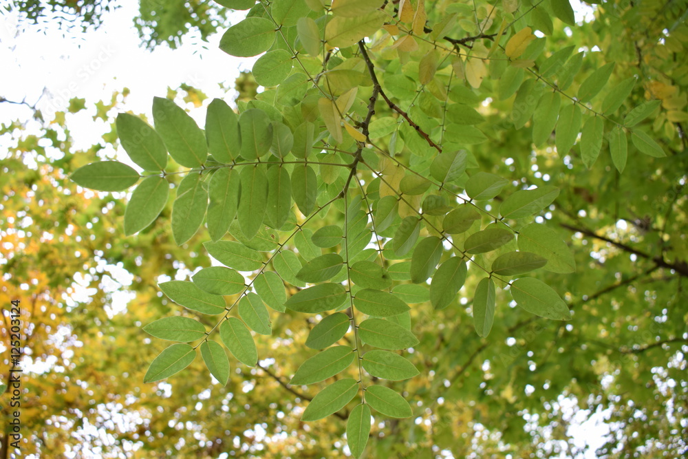 autumn autumn