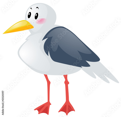 Seagull on white background