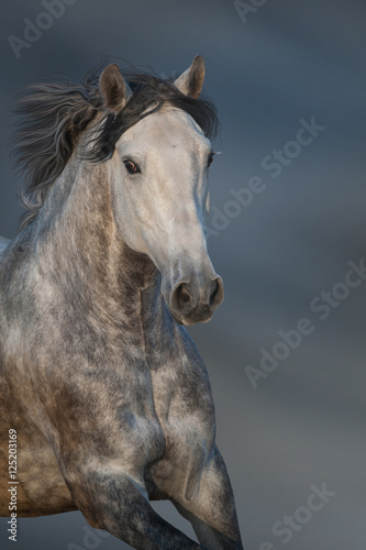 White horse with long mane portrait in motion against dark sky © kwadrat70