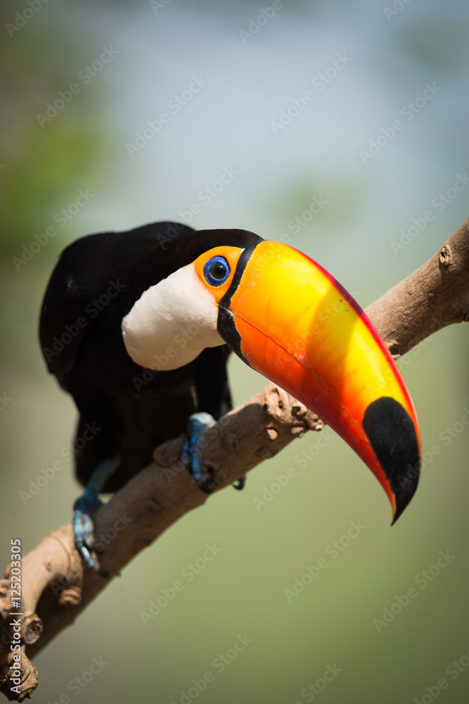 Naklejka premium Toco toucan on branch bending head down