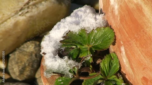 Ein kleines Häufchen Schnee an den Erdbeerblättern schmilzt durch die Sonneneinstrahlung (Zeitraffer) photo