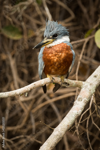 Ringed kingfisher perched on branch turned left