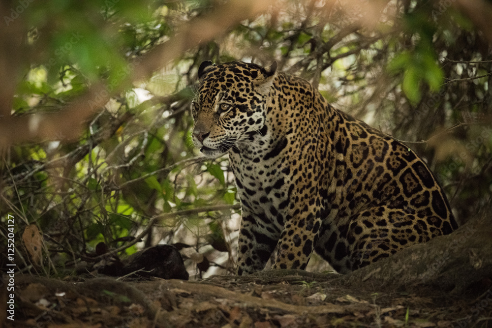 Jaguar sitting beneath trees in sunlit forest Jaguar sitting beneath trees in sunlit forest