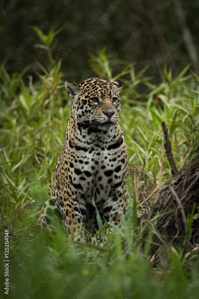 Fototapeta premium Jaguar sitting among tall plants facing right
