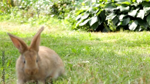Cute rabbit sitting on the grass