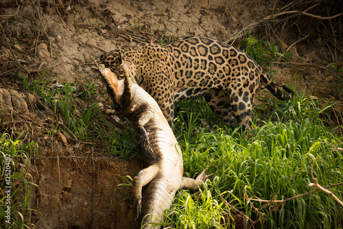 Tableau sur toile Jaguar pulling yacare caiman along river bank