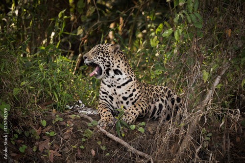 Jaguar lying down in leafy shade yawns