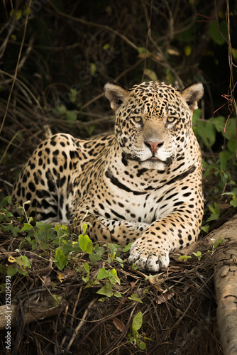 Jaguar lying by log in dense forest