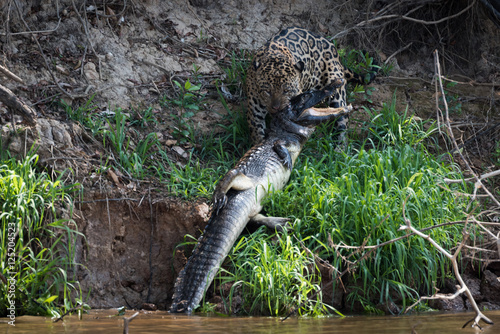 Jaguar hauling yacare caiman out of river