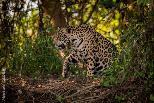 Jaguar gets up to walk through undergrowth