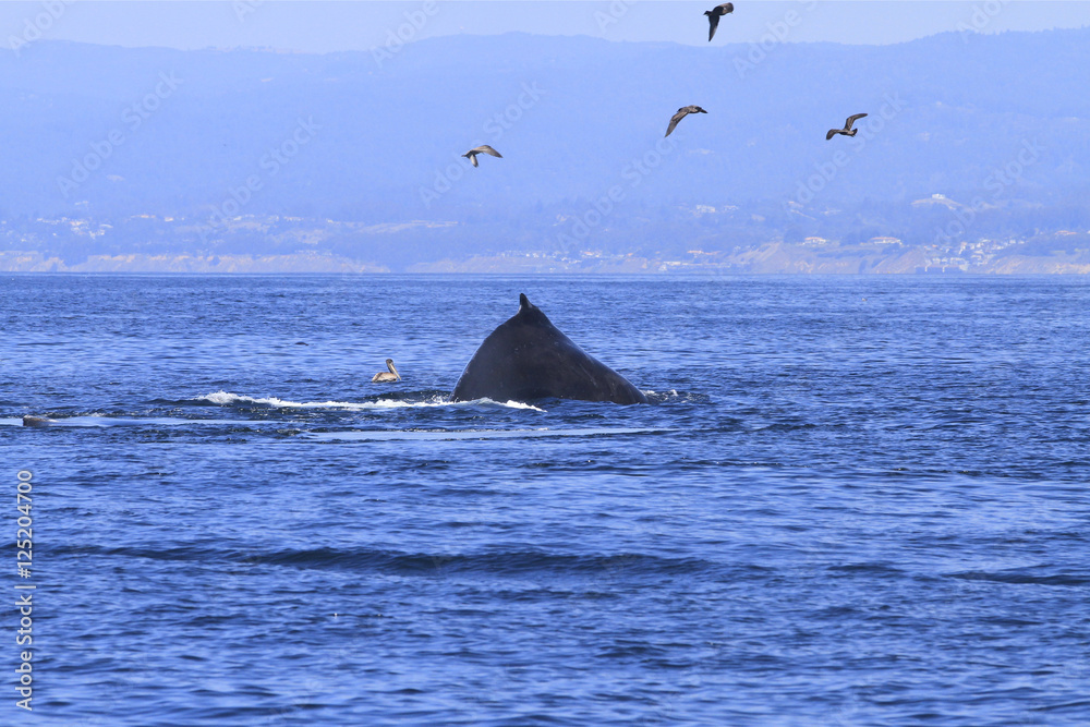 Obraz premium queue de baleine grise