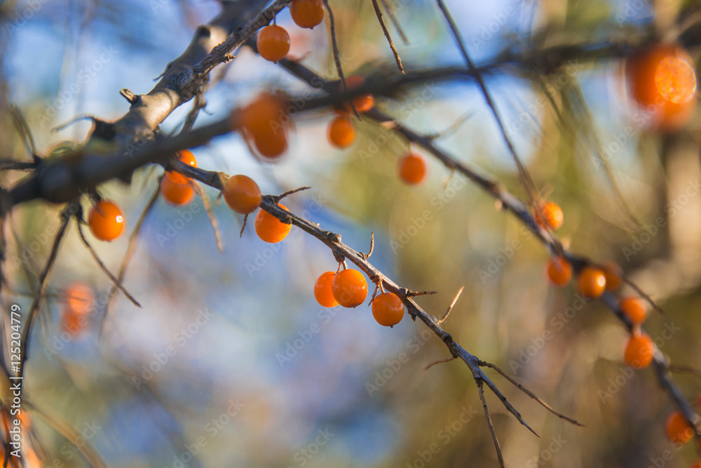 Branch of sea buckthorn on blurred background Branch of sea buckthorn on blurred background