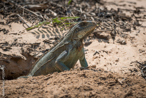 Green iguana at entrance to sandy burrow © Nick Dale