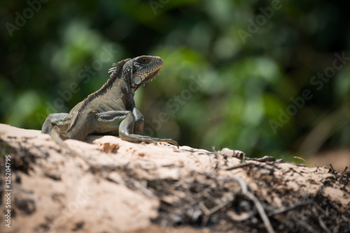 Green iguana on horizon turning to camera