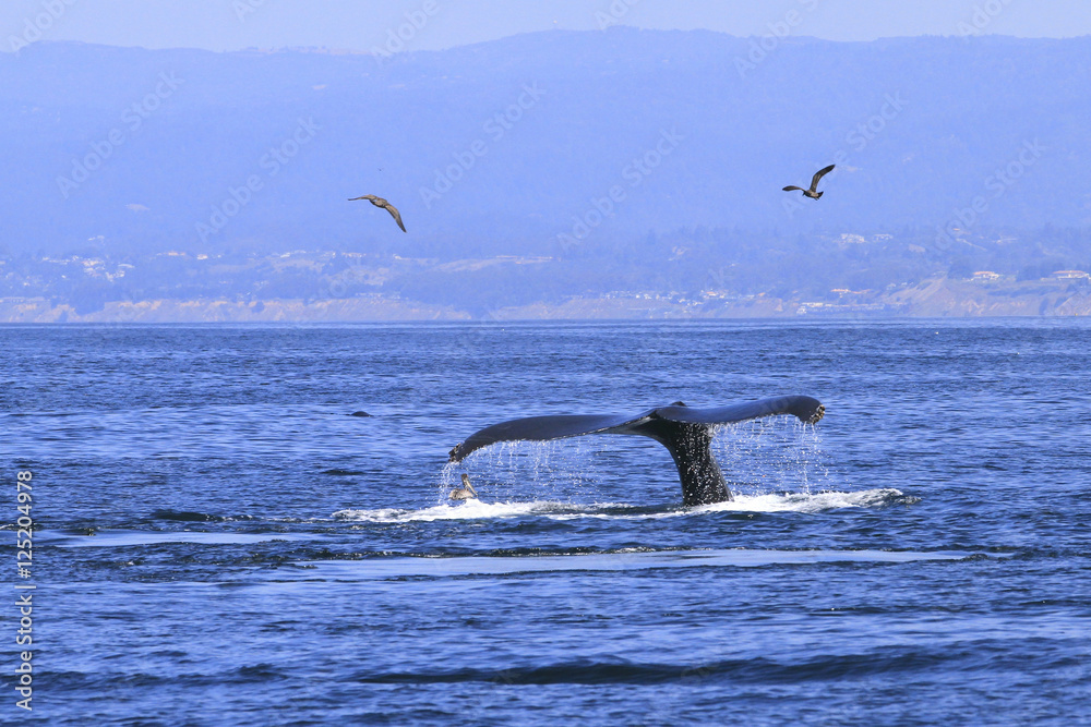 Obraz premium queue de baleine grise