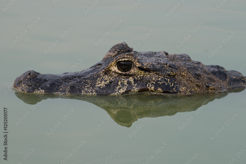 Close-up of yacare caiman head and reflection Close-up of yacare caiman head and reflection