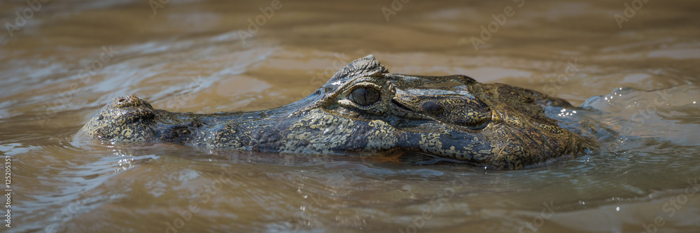 Close-up of head of swimming yacare caiman Close-up of head of swimming yacare caiman