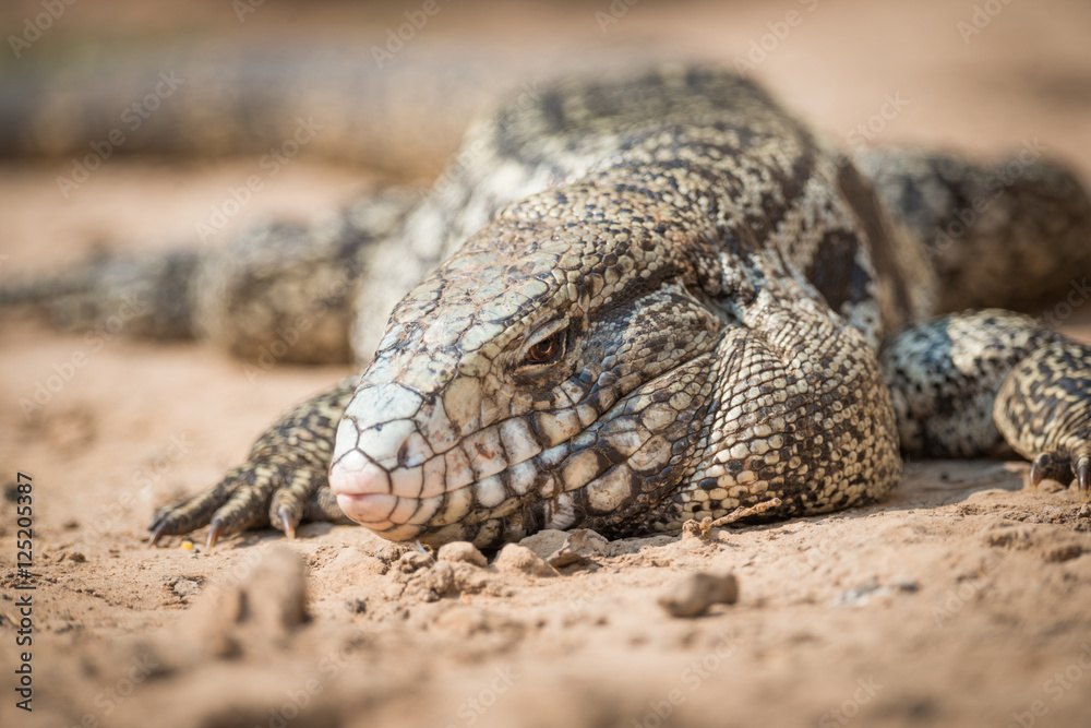 Close-up of common tegu lizard in sand Close-up of common tegu lizard in sand