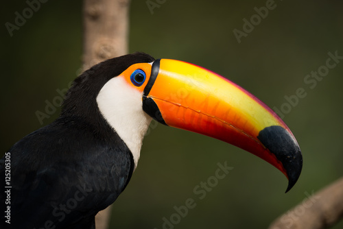 Close-up of toco toucan against green background © Nick Dale