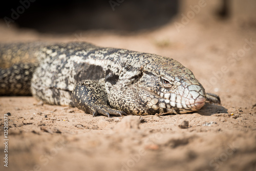 Close-up of common tegu lizard on sand