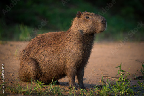 Capybara sitting on beach on river bank