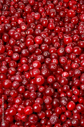 A lot of cranberry. Berry background