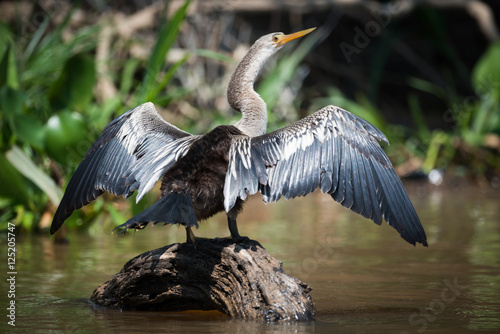 Anhinga spreading wings on rock in river