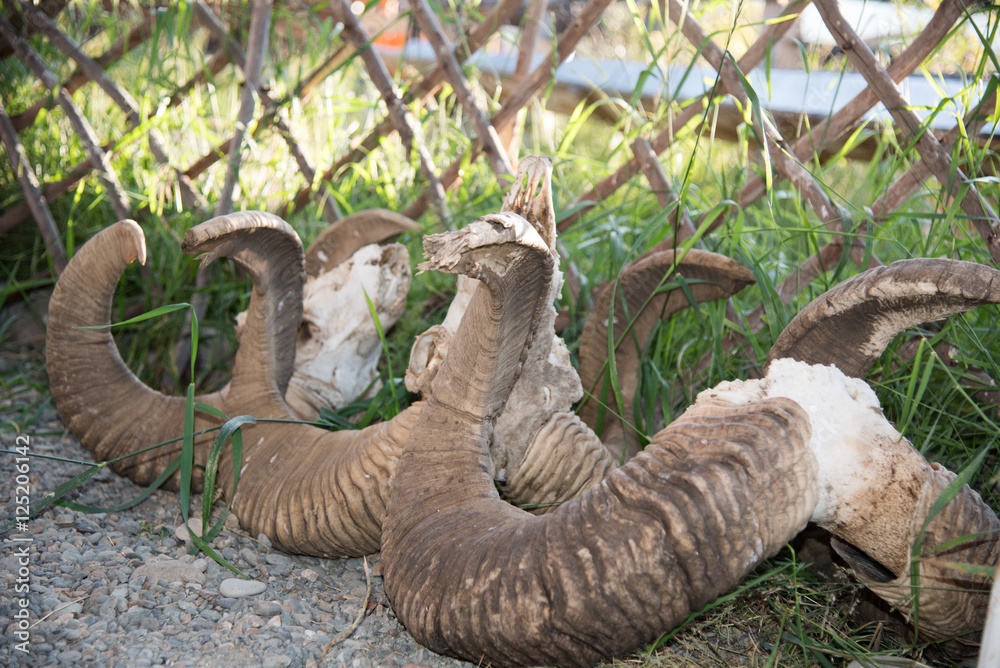 Several cropped spiral horns of sheep in Altai Several cropped spiral horns of sheep in Altai