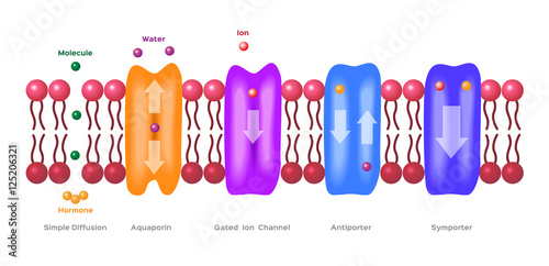 Mechanisms for the transport of ions and molecules across cell membranes. Types of a channel in the cell membrane: simple diffusion, Aquaporin, Gated ion channel, Symporter and Antiporter . anatomy