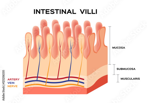 Intestinal villi anatomy, small intestine lining.
