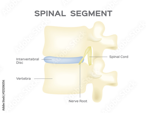 spine vector . anatomy . spinal segment photo