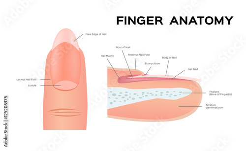 Structure of a Nail. human Nail . anatomy