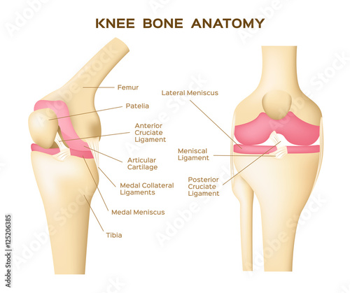knee bone vector . anatomy . human knee infographic