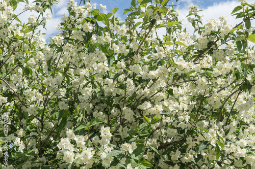 a Bush of Jasmine