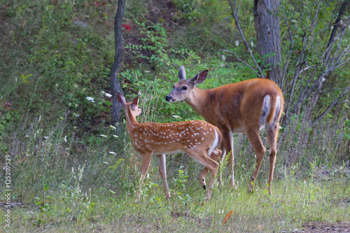 White-tailed deer fawn and doe walking in the forest in Ottawa, Canada