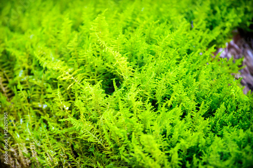 Mossy ground in forest