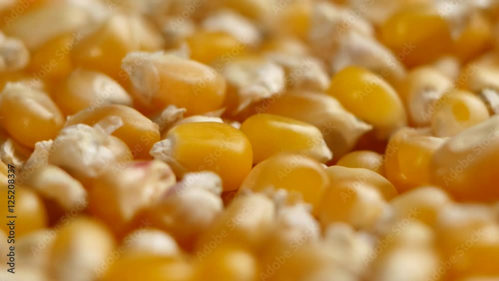 Corn plants. Rotating. Close up Corn plants. Rotating. Close up