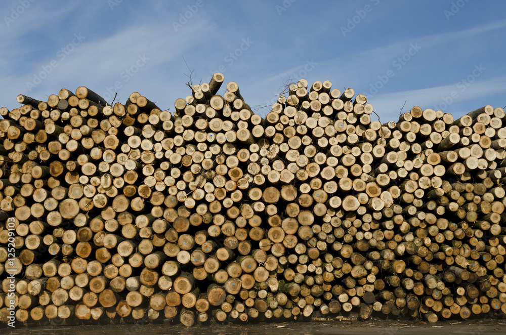 Piles of wooden logs under blue sky