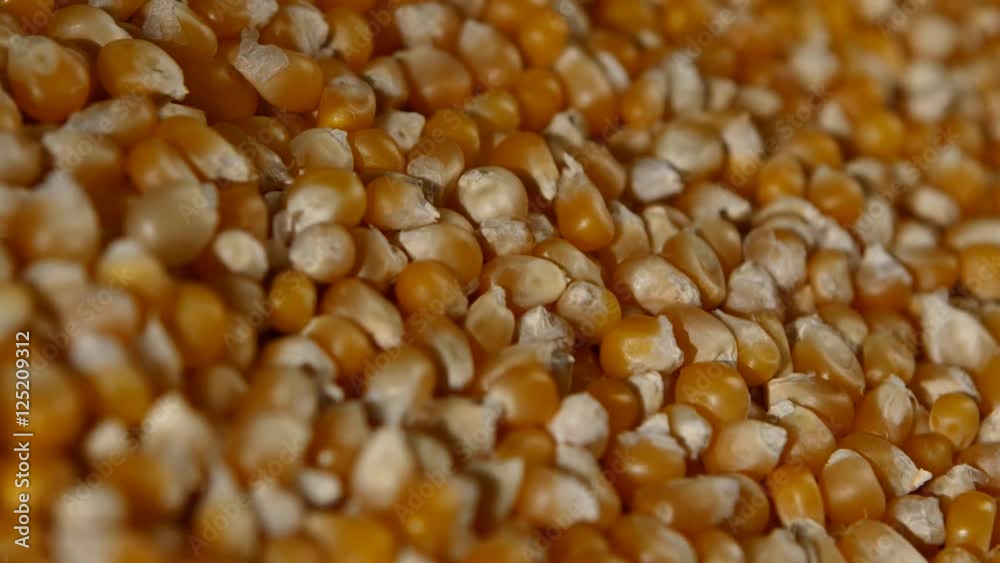 Maize grains. Corn kernel grains. Rotating. Close up Maize grains. Corn kernel grains. Rotating. Close up