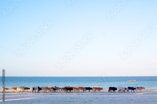 Kühe am Strand in Sansibar