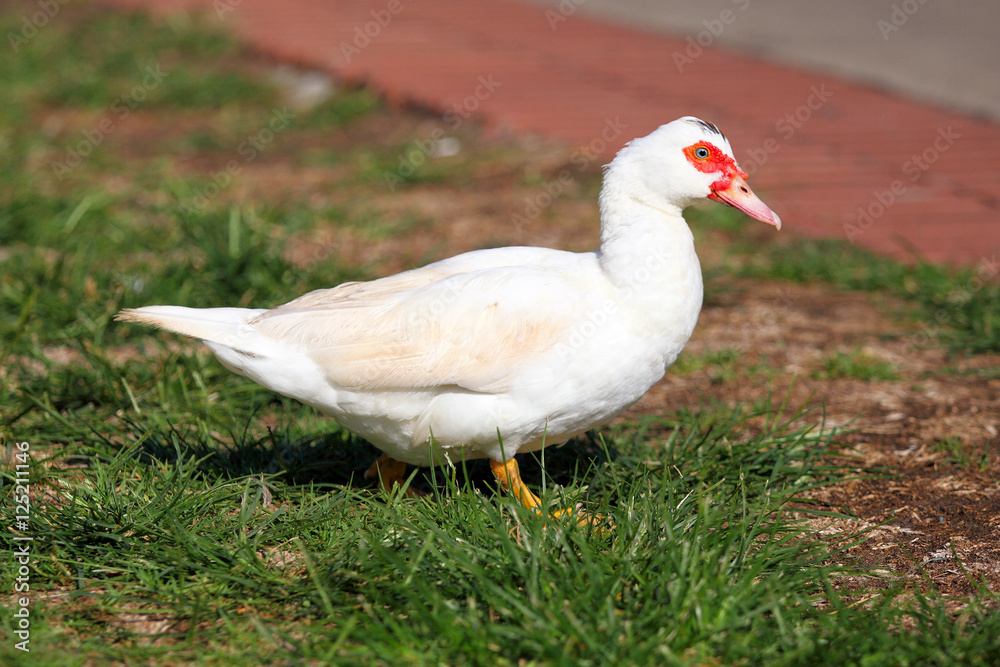 muscovy duck standing in green grass muscovy duck standing in green grass