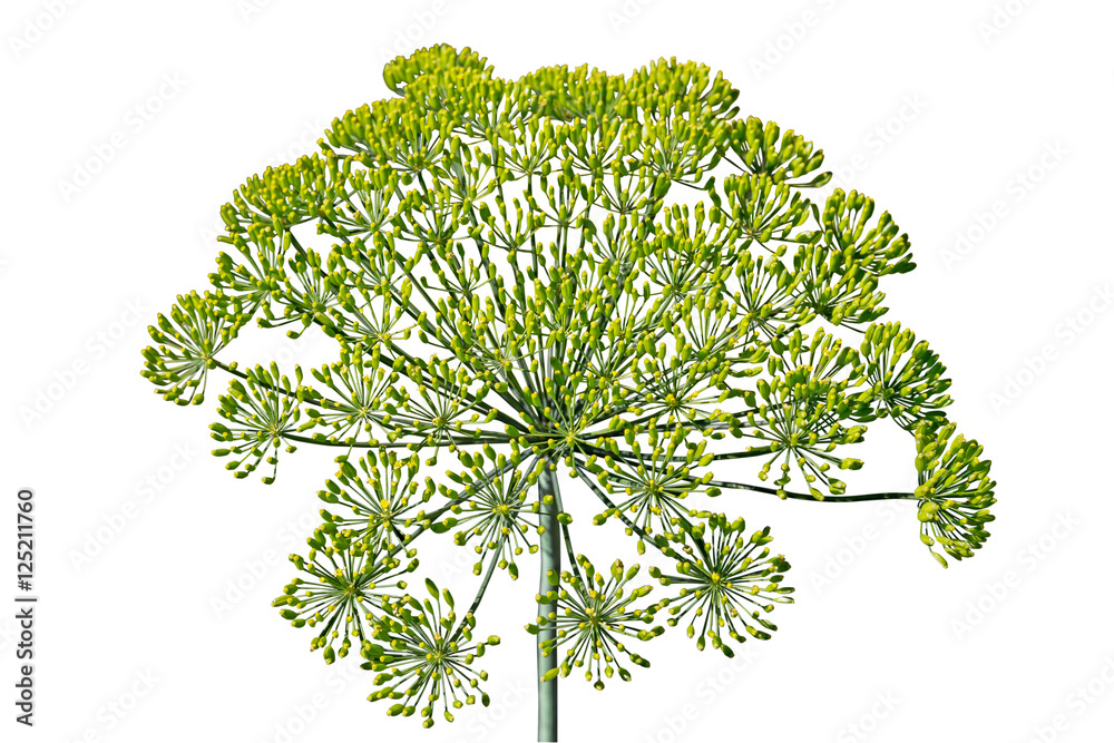 Fototapeta premium umbrella of dill with seeds isolated on white background