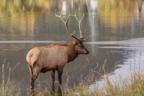 Bull Elk in the Fall Rut © natureguy