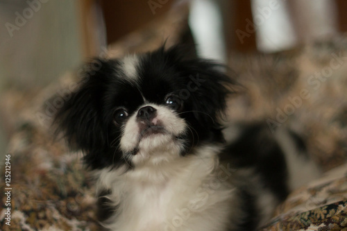 puppy Japanese chin