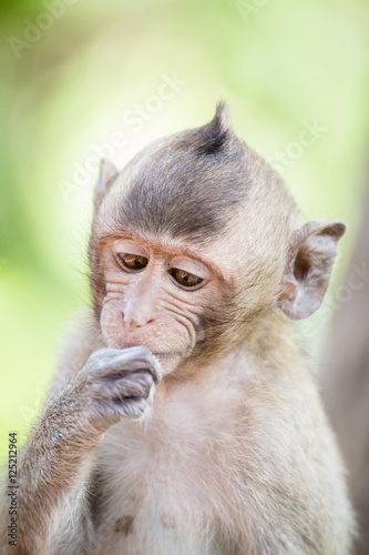 Canvas Print cute monkey lives in a natural forest of Thailand.