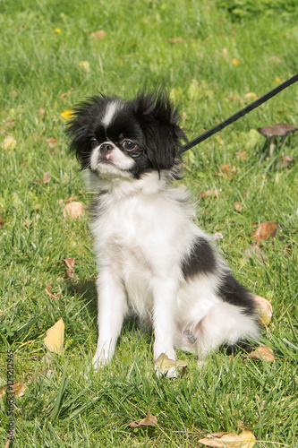puppy Japanese chin