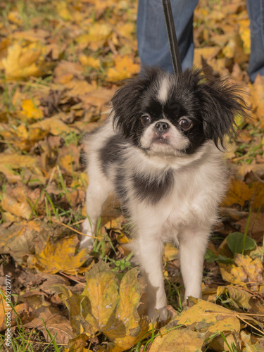 puppy Japanese chin