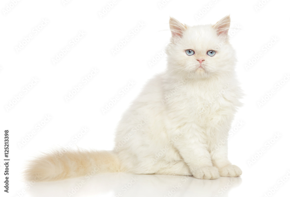 Persian cat on white