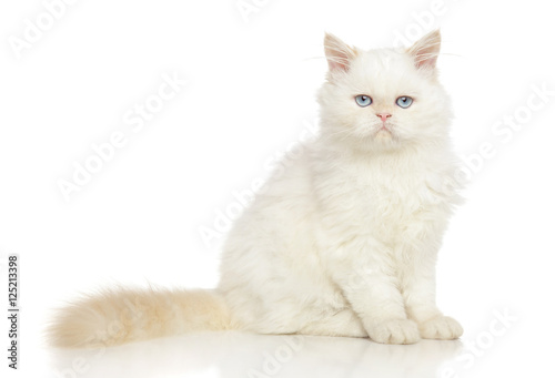 Persian cat on white